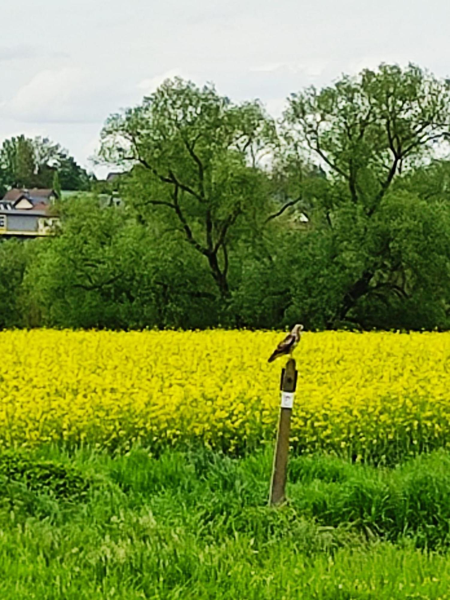 Ferienwohnung An Der Lahn 림부르크안더란 외부 사진